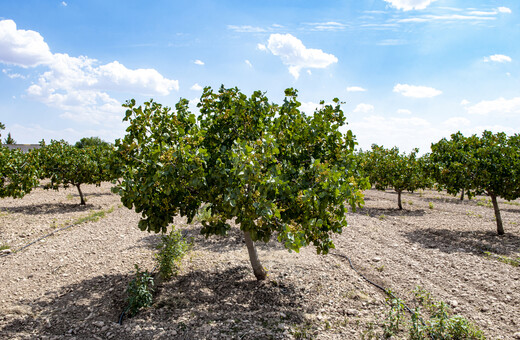Εγκαταλείπουν τις ελιές: Ισπανοί καλλιεργητές στρέφονται στα φιστίκια που αντέχουν την ξηρασία