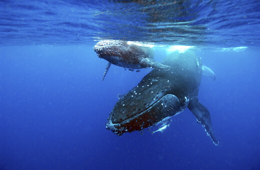 Μεγάπτερη φάλαινα έκανε ταξίδι 5.000 χλμ με σπασμένη ράχη - «Εντυπωσιακό, αλλά και σπαρακτικό»