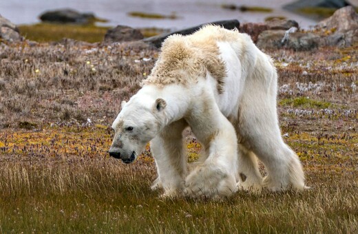 Κλιματική κρίση: Η αύξηση θερμοκρασίας στην Αρκτική θα είναι ταχύτερη απ' ότι προβλέπεται