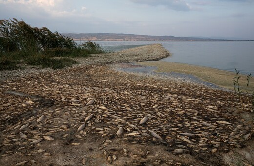 Νεκρά ψάρια γέμισε η Λίμνη Κερκίνη 