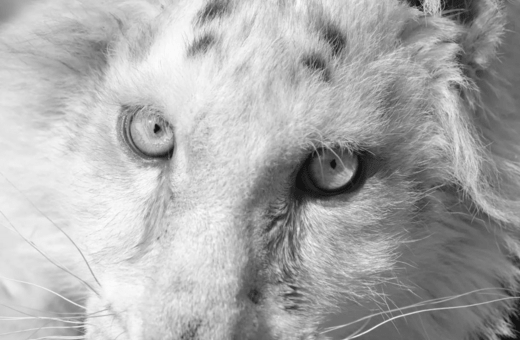 Έγινε ευθανασία στο λευκό τιγράκι- Η ανακοίνωση του Αττικού Πάρκου