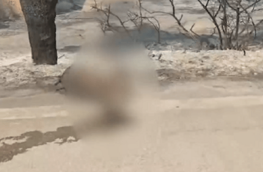 Φωτιά στη Ρόδο: Συγκλονίζουν τα πλάνα με νεκρά ελάφια στον δρόμο