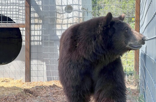 «Χανκ το τανκ»: Αρκούδα είχε κάνει 21 «διαρρήξεις» σε σπίτια στο Καλιφόρνια
