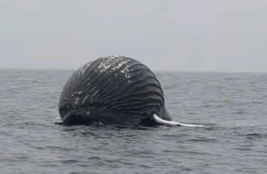 Ψαράς βρήκε νεκρή φάλαινα που έμοιαζε με μπαλόνι 