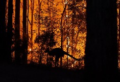 Αυστραλία: Οι πυρκαγιές έχουν αφανίσει τουλάχιστον μισό δισ. ζώα και φυτά