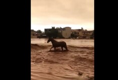 Βίντεο από τη Μάνδρα δείχνει άλογο να προσπαθεί να γλιτώσει από το χείμαρρο - Έκκληση για τα αδέσποτα