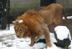Επισκέπτες ζωολογικού πάρκου «παίζουν» χιονοπόλεμο με τα λιοντάρια