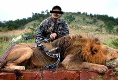 Νότια Αφρική: Αυτά τα λιοντάρια εκτρέφονται για να σκοτωθούν από κυνηγούς