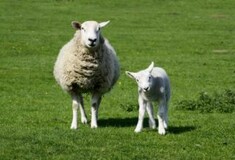 Επτά χρόνια για κακούργημα σε Αλβανούς για κλοπή προβατίνας