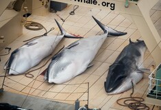 Αντιδράσεις για την συνέχιση της φαλαινοθηρίας στην Ιαπωνία - Σφαγιάσαν πάνω από 120 έγκυες ρυγχοφάλαινες