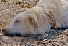Άγνωστοι θανάτωσαν και έγδαραν σκυλιά στην Αιτωλοακαρνανία