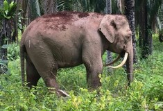 Σπάνιος ελέφαντας με αντεστραμμένους χαυλιόδοντες βρέθηκε στο Βόρνεο