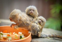 Κάποιος έκλεψε τα τρία μωρά μιας μαϊμούς από ζωολογικό κήπο της Αυστραλίας και οι υπεύθυνοι είναι σε απόγνωση