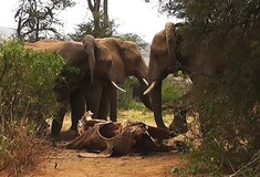 Ο θρήνος των ελεφάντων- Ένα σπάνιο βίντεο με το μυστηριώδες τελετουργικό