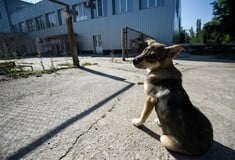Τα αδέσποτα σκυλιά του Τσερνόμπιλ