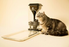 Bistro: η "έξυπνη" ταΐστρα για γάτες, με αναγνώριση προσώπου