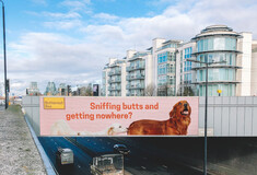 Η παραμυθένια ζωή του τετράποδου Σταύρου: Ένας σκύλος που βρέθηκε σε τσουβάλι έγινε μοντέλο στο Λονδίνο