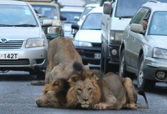 Κένυα: Λιοντάρια προκαλούν μποτιλιάρισμα στους δρόμους