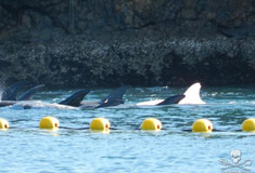 Ιάπωνες αιχμαλώτισαν σπάνιο λευκό δελφίνι