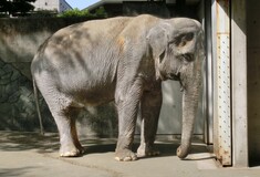 Ο πιο "αγαπητός" ελέφαντας της Ιαπωνίας, ήταν στην πραγματικότητα ένα δυστυχισμένο ζώο που έζησε και πέθανε ολομόναχο