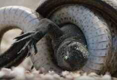 Η δραματική σκηνή με τα φίδια που κυνηγούν ιγκουάνα κέρδισε το βραβείο BAFTA καλύτερης τηλεοπτικής στιγμής