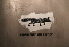 Ποια είναι, τέλος πάντων, αυτή η αλεπού που έχει αναστατώσει το κέντρο της Αθήνας;