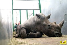 Πρωτοφανές περιστατικό στο Παρίσι: Λαθροκυνηγοί σκότωσαν ρινόκερο σε ζωολογικό κήπο για το κέρατό του