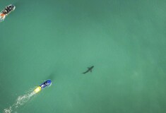Διάσημος σέρφερ κατάφερε να σωθεί την τελευταία στιγμή από λευκό καρχαρία - ΒΙΝΤΕΟ