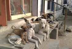Η κυβέρνηση πήρε πίσω την τροπολογία ντροπή για τα αδέσποτα σκυλιά - Οργή από τις φιλοζωικές