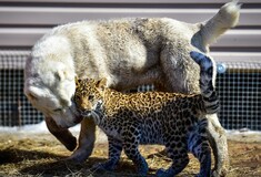 Αυτή η μικρή λεοπάρδαλη μεγαλώνει με σκυλιά για να γλιτώσει από το δολοφονικό ένστικτο της μητέρα της