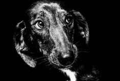 Μάτια πίσω από σίδερα - Η έκθεση με τα επιβλητικά πορτρέτα αδέσποτων σκύλων
