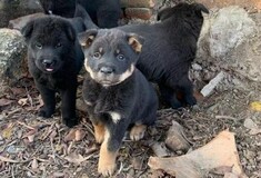Κοροναϊός: Σκύλοι και γάτες λιμοκτονούν - Αγωνία και για τα ζώα που εγκαταλείφθηκαν στη Κίνα