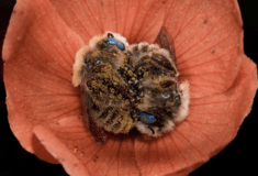 Δυο μέλισσες παίρνουν έναν υπνάκο μέσα σ' ένα λουλούδι - Η τρυφερή φωτογραφία του Joe Neely