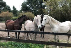 Rancheros: Η φάρμα στη Βόρεια Εύβοια που αποτελεί καταφύγιο για πληγωμένα άλογα από όλη την Ελλάδα