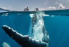 Η παγκόσμια, ανυπόφορη φασαρία των ωκεανών: Πώς η ανθρωπότητα ασκεί ηχητική βία στις φάλαινες
