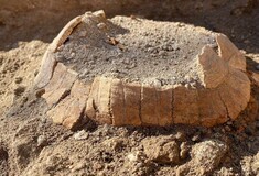 Πομπηία: Αρχαία έγκυος χελώνα εξέπληξε τους αρχαιολόγους