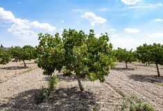 Εγκαταλείπουν τις ελιές: Ισπανοί καλλιεργητές στρέφονται στα φιστίκια που αντέχουν την ξηρασία