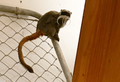 Εντοπίστηκαν ζωντανοί οι πίθηκοι που έφυγαν από τον ζωολογικό κήπο του Ντάλας 