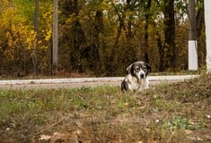 Μπορούν τα σκυλιά του Τσερνόμπιλ να διδάξουν τα μυστικά της επιβίωσης σε αφιλόξενα περιβάλλοντα;