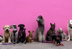 Στις 10 δημοφιλέστερες ράτσες σκύλων τα λαμπραντόρ δεν είναι πλέον στην πρώτη θέση