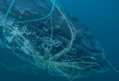 Αυστραλία: Μεγάπτερη φάλαινα απελευθερώνεται από δίχτυα