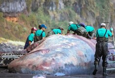 «Πλωτός χρυσός» αξίας 500.000 ευρώ – Στα σπλάχνα νεκρής φάλαινας