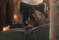 Οι Metallica έχουν και τετράποδους «φαν»- Σκύλος παρακολούθησε συναυλία τους