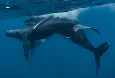 Σπάνιο: Φωτογραφία απαθανάτισε δύο αρσενικές φάλαινες σε ερωτική επαφή