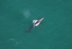 Γκρίζα φάλαινα εμφανίστηκε στον Ατλαντικό Ωκεανό μετά από 200 χρόνια «εξαφάνισης» 