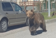 Σκοτώθηκε η αρκούδα που σκόρπισε τον πανικό σε πόλη της Σλοβακίας
