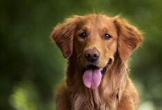 Τα σκυλιά συνδέουν λέξεις με αντικείμενα και τις καταλαβαίνουν όπως ο άνθρωπος