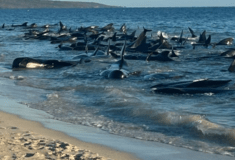 Πάνω από 150 φάλαινες εξόκειλαν και αργοπεθαίνουν σε ακτή της Αυστραλίας – Μεγάλη επιχείρηση διάσωσης