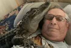 Ο Γουόλι ένας αλιγάτορας που ήταν ζώο συναισθηματικής υποστήριξης αγνοείται σύμφωνα με τον κηδεμόνα του