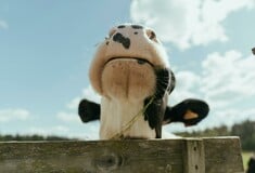 Επιβεβαιώθηκε κρούσμα της νόσου των «τρελών αγελάδων» στη Σκωτία